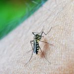 skuteczne sposoby na komary w ogrodzie