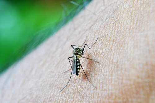 skuteczne sposoby na komary w ogrodzie